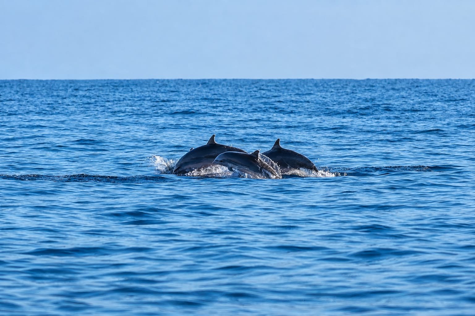 Pemuteran Dolphin Tour