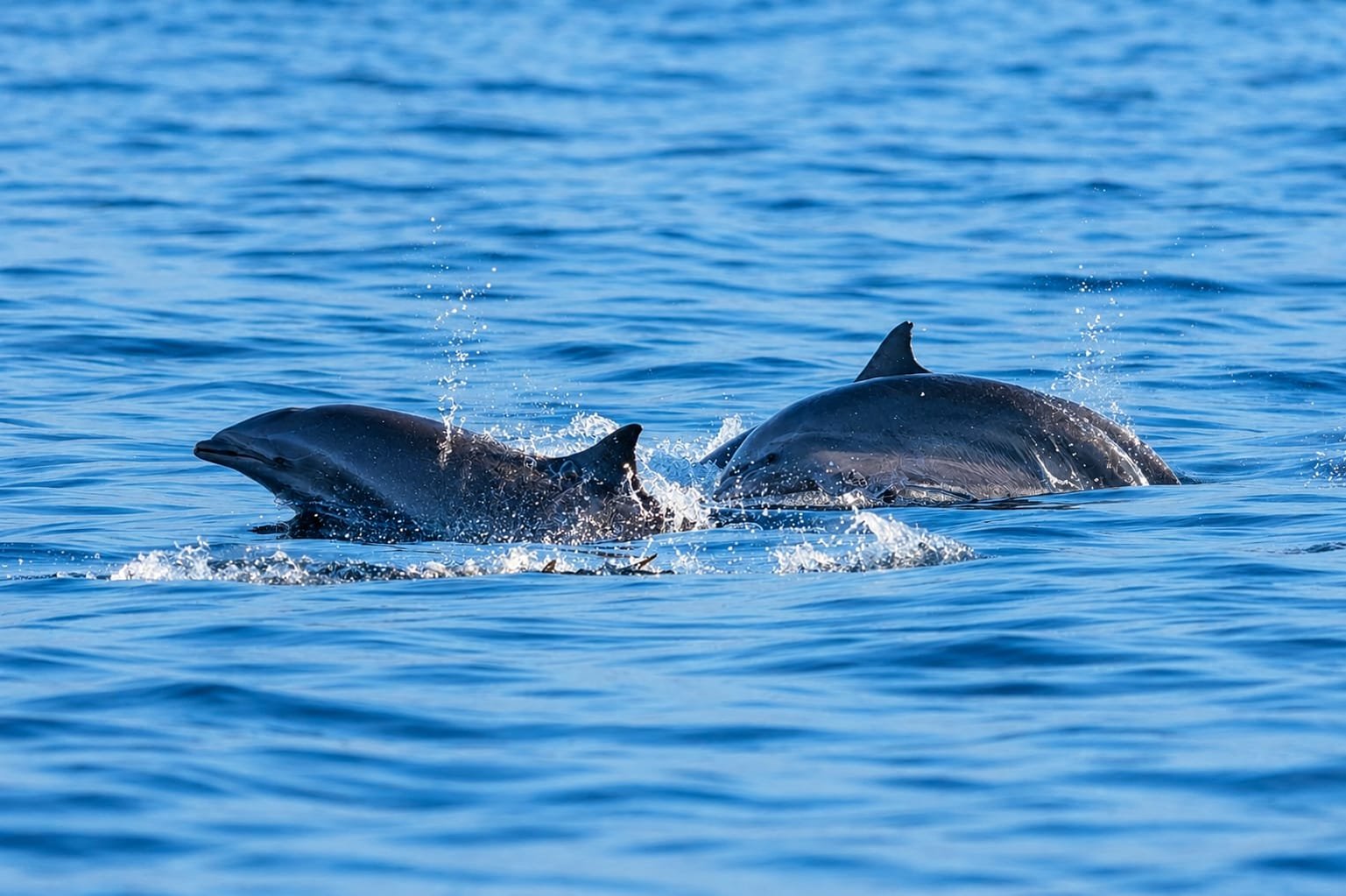 Pemuteran Dolphin Tour
